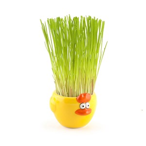 Kit de plantation oeuf