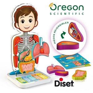 Corps humain interactif Smart anatomy