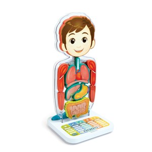 Corps humain interactif Smart anatomy