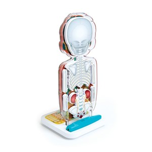 Corps humain interactif Smart anatomy
