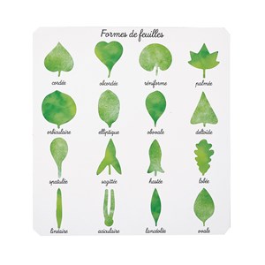 Cabinet de botanique Montessori