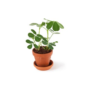 Pot de cacahuètes à faire pousser