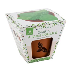 Pot de basilic à faire pousser