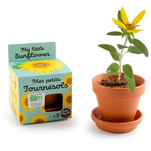 Mes petits tournesols à faire pousser
