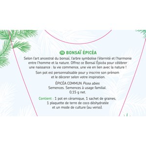 Arbre de naissance Épicéa
