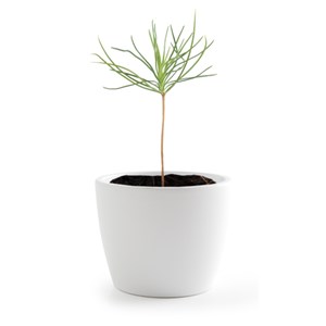 Coffret cadeau arbre de naissance