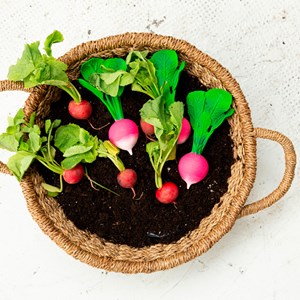 Jeu de dentition radis