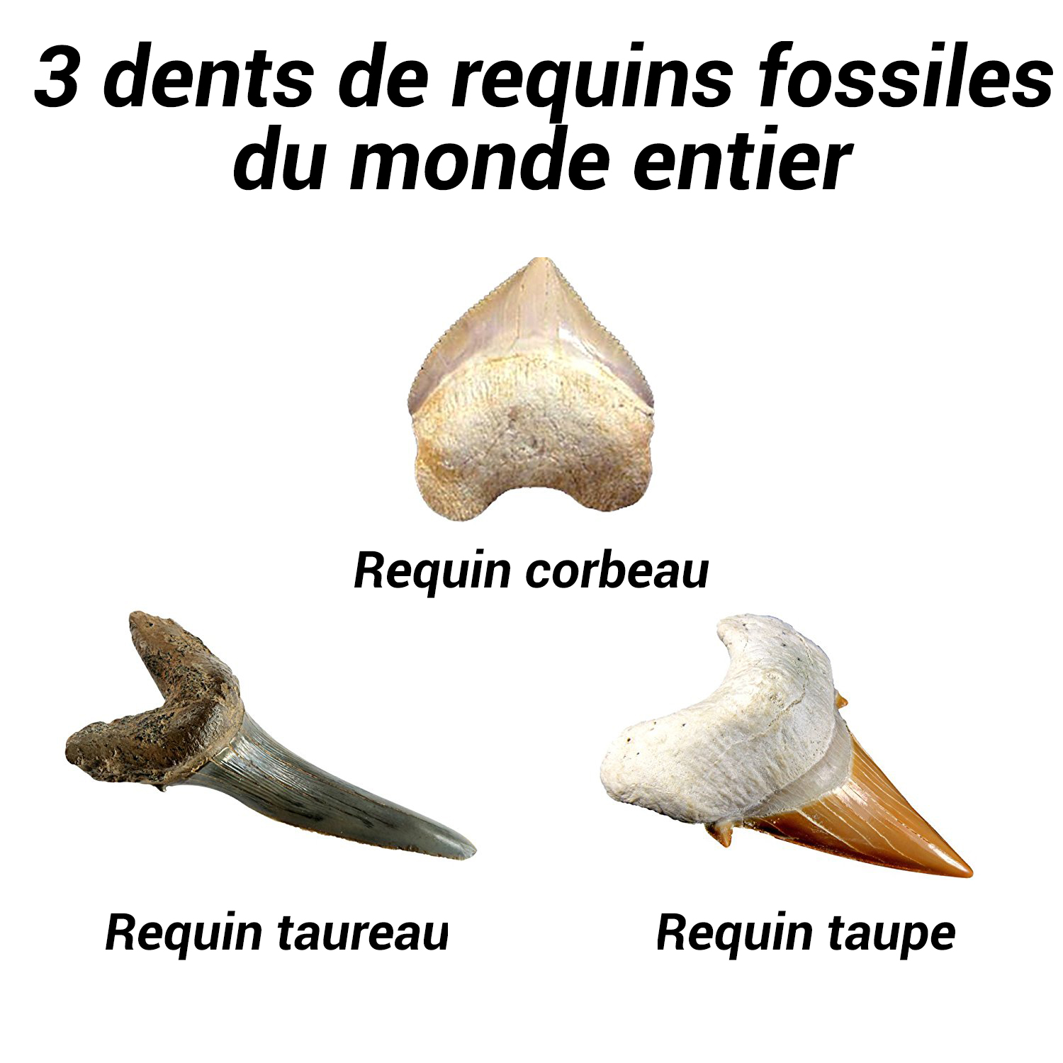 Kit De Fouille Dents De Requins Nature Decouvertes