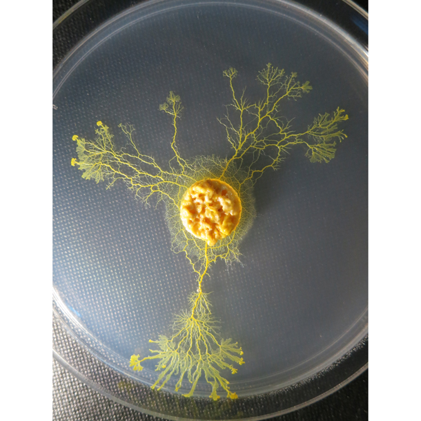 Kit Coffret d'élevage de Blob - Kit de Culture de Blob Vivant (Physarum  Polycephalum) : : Jardin