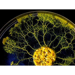 Coffret élevage de blob