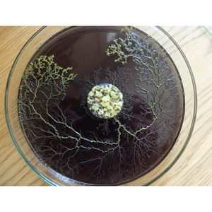 Coffret élevage de blob