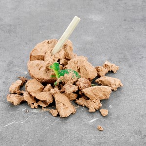 Coffret 12 œufs de dinosaures