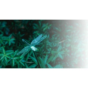 Libellule solaire dansante