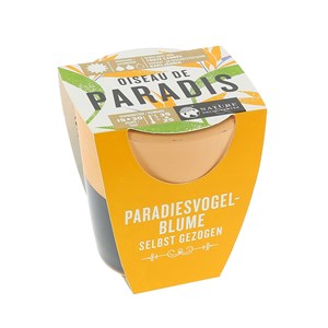 Oiseau de paradis à faire pousser