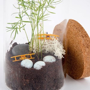 Terrarium à composer soi-même