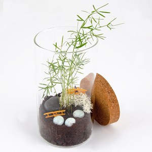 Terrarium à composer soi-même