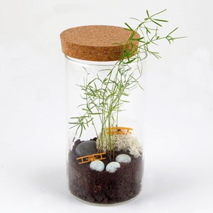 Terrarium à composer soi-même