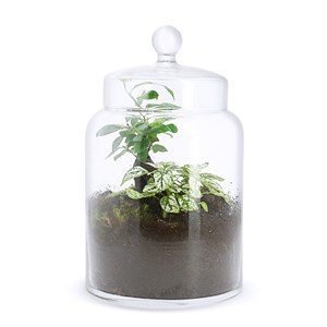 Jardin d'intérieur Ficus Ginseng
