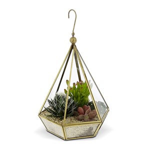 Petit Jardin d’intérieur Plantes cactées