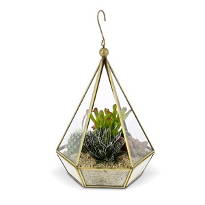 Petit Jardin d’intérieur Plantes cactées
