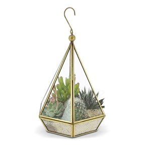 Petit Jardin d’intérieur Plantes cactées