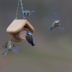 Maison distributeur beurre de cacahuètes