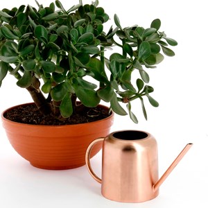 Arrosoir à long bec