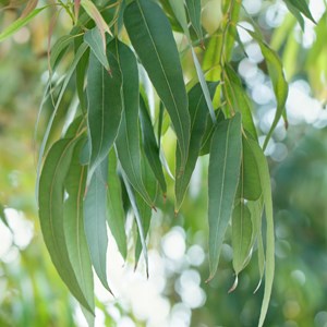 Kit eucalyptus à faire pousser