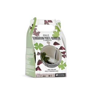 Terrarium boule Oxalis