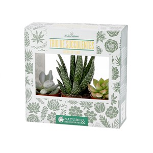 Trio de succulentes