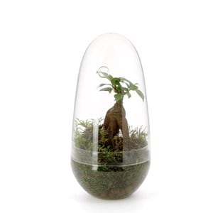 Terrarium œuf Ficus Ginseng