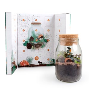 Calendrier de l'Avent terrarium 2019
