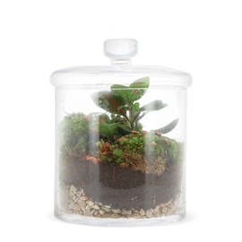 Terrarium bonbonnière Fittonia