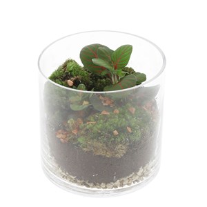 Terrarium bonbonnière Fittonia