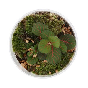 Terrarium bonbonnière Fittonia
