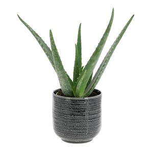Aloe Vera Océan
