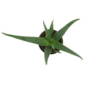 Aloe Vera Océan