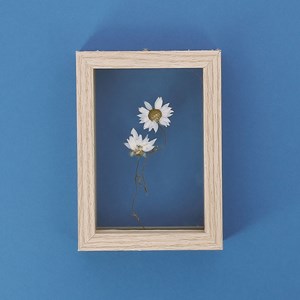 Cadre fleur séchée