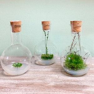 Fiole ronde plante Drosera