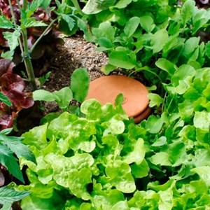 Oya bulle d'arrosage à enterrer