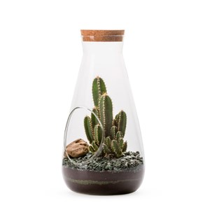 Terrarium Cactus