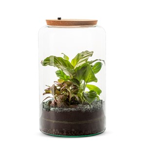 Terrarium lumineux Mia