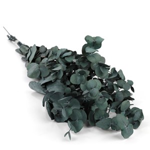 Bouquet d'eucalyptus stabilisé