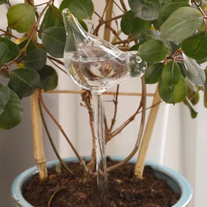 Oiseau d'arrosage à planter en verre