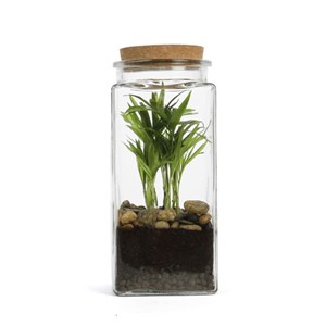 Terrarium Quitto medium
