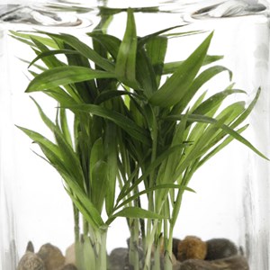 Terrarium Quitto medium