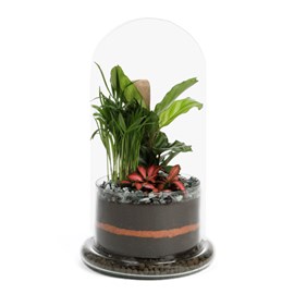 Terrarium Spicy large