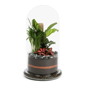 Terrarium Spicy large