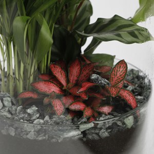Terrarium Spicy large