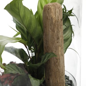 Terrarium Spicy large